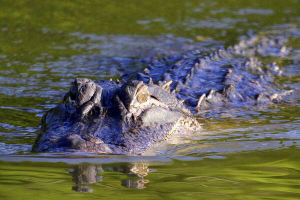 Image result for alligators in texas lake jackson