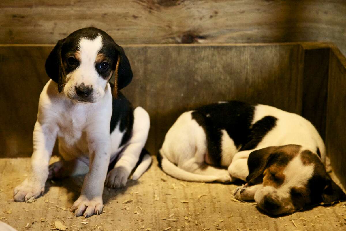10) American Foxhound PetBreeds Index: 74 AKC Rank: 181 Difference: 107 If you love hound dogs, then give the American foxhound a chance. The large purebred is known to be multitalented, participating in hunting, man trailing and tracking, while also having a sweet, loving and loyal personality.