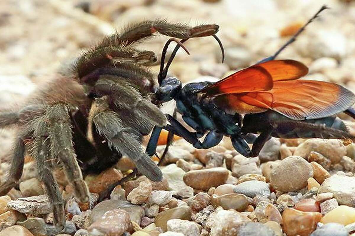 Texas state park posts bloodcurdling photo and video of a tarantula ...