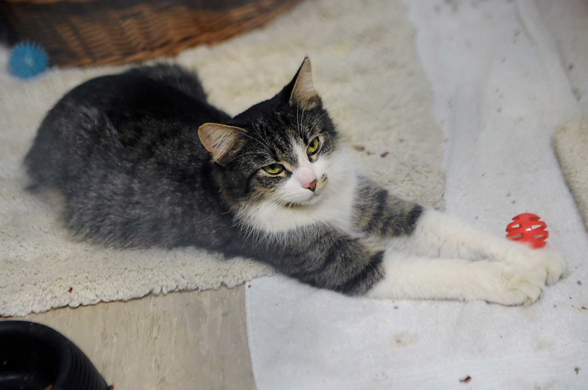 Letter Legislature should follow through on declaw ban