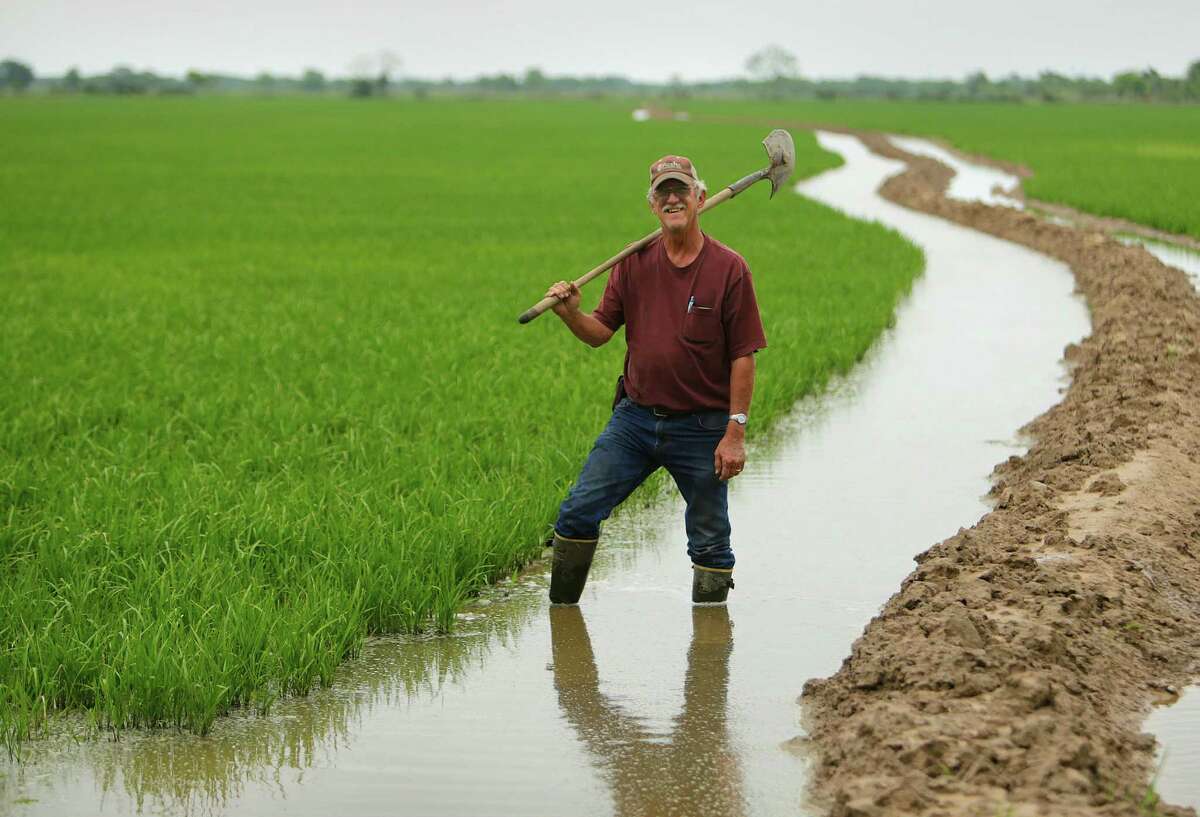 Rice farmer Wayne England has irrigation canals running through his fields near Brookshire. "You make a living, but you don't have a pension," England said of his profession. "You have what you make. It's hard work." , ﻿