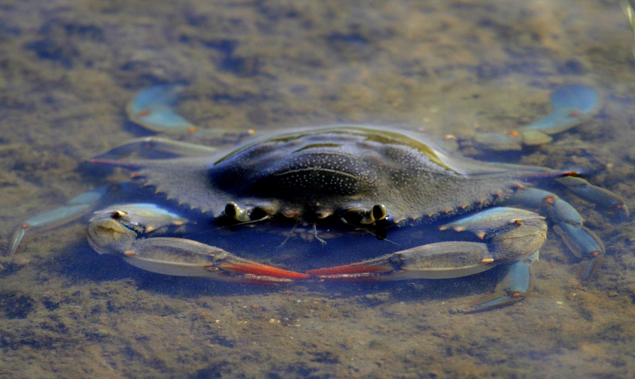Female blue crabs getting tagged in Gulf study of migration habits