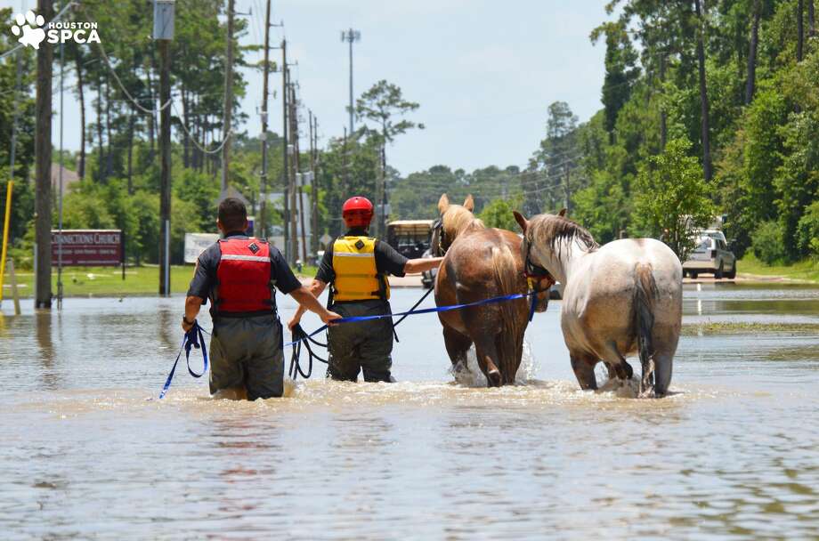 6 horses rescued from flood water in NW Harris County Houston Chronicle