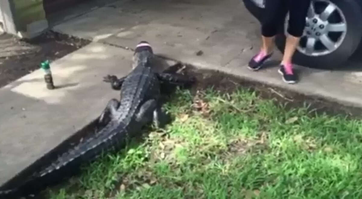 Alligator breaks windshield of local trapper's car