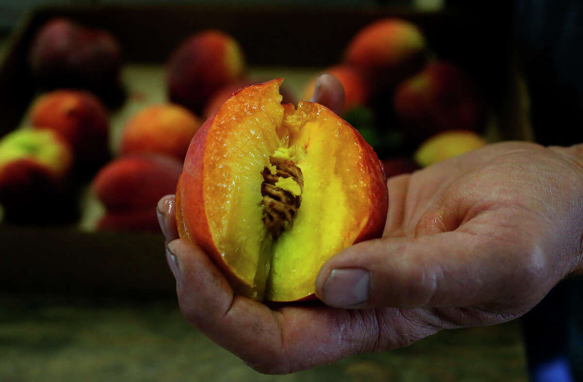 Peach farmer Jamey Vogel shows off a succulent peach that was picked from his family orchard near Stonewall, Texas.