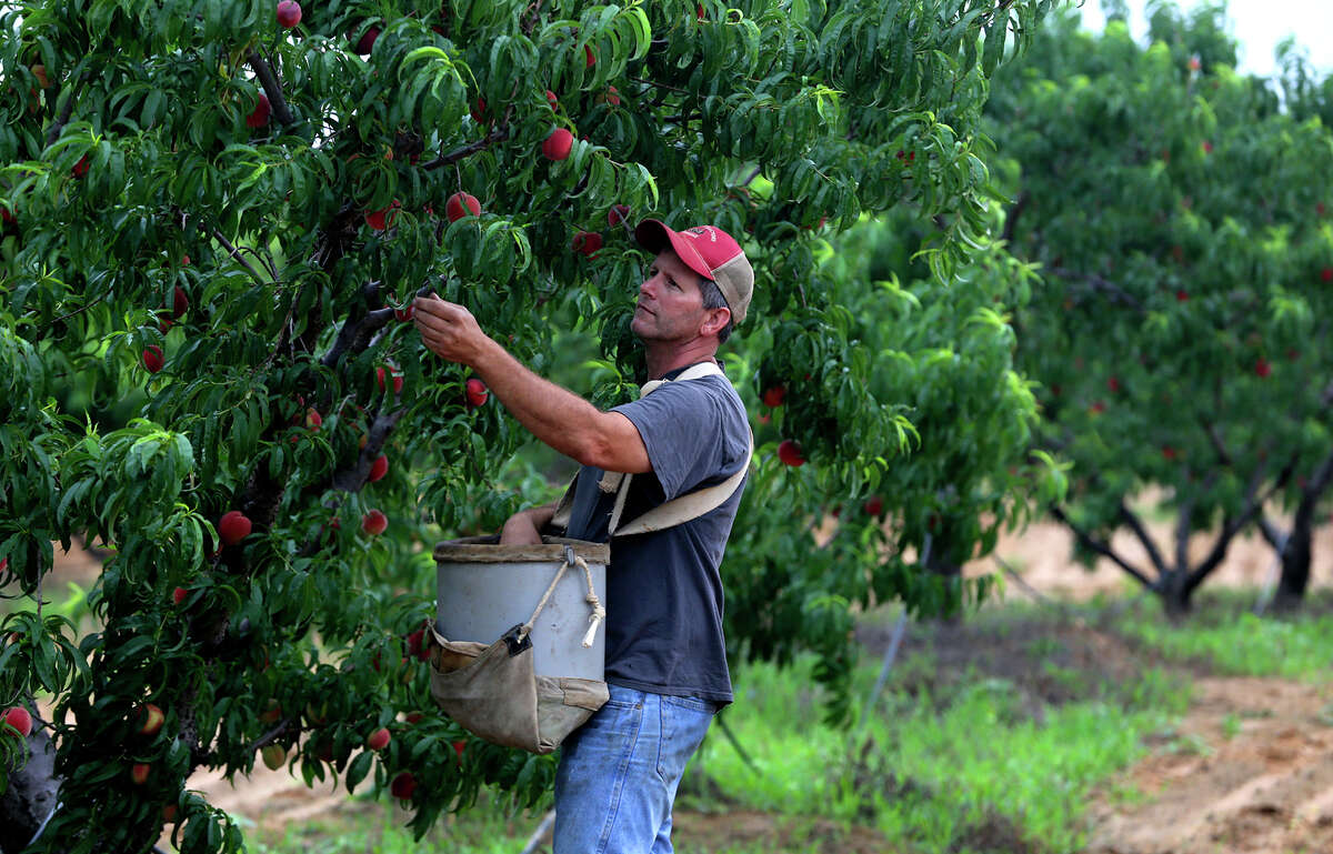 Peach farmer Jamey Vogel picks peaches off of his trees at his family's farm near Stonewall, Texas. This year’s winter petered out early, but most Hill Country peach trees got enough cold weather to break dormancy and bear fruit.