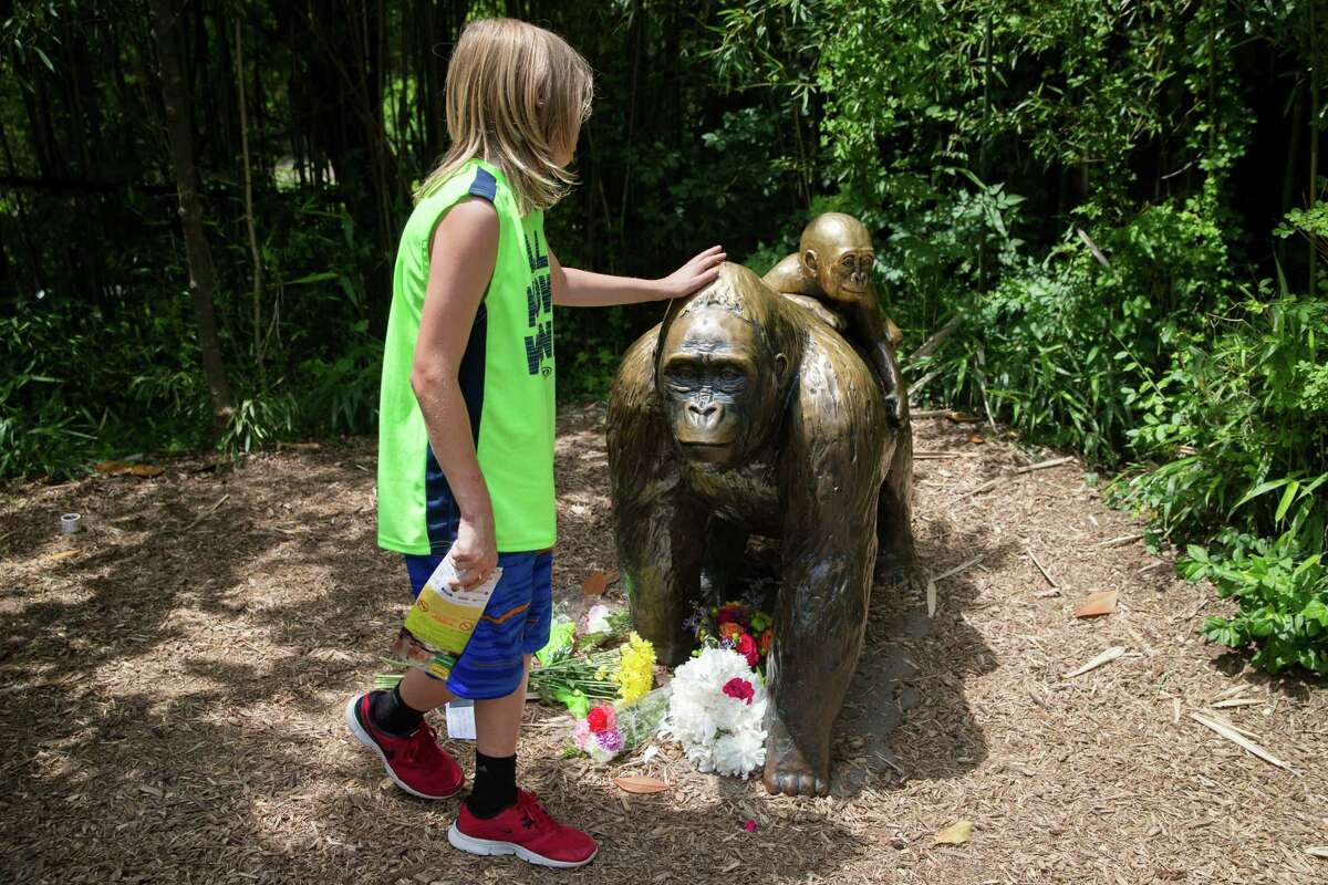 A child touches the head of a gorilla statue where flowers have been placed outside the Gorilla World exhibit at the Cincinnati Zoo & Botanical Garden, Sunday, May 29, 2016, in Cincinnati. On Saturday, a special zoo response team shot and killed Harambe, a 17-year-old gorilla, that grabbed and dragged a 4-year-old boy who fell into the gorilla exhibit moat. Authorities said the boy is expected to recover. He was taken to Cincinnati Children's Hospital Medical Center. (AP Photo/John Minchillo)