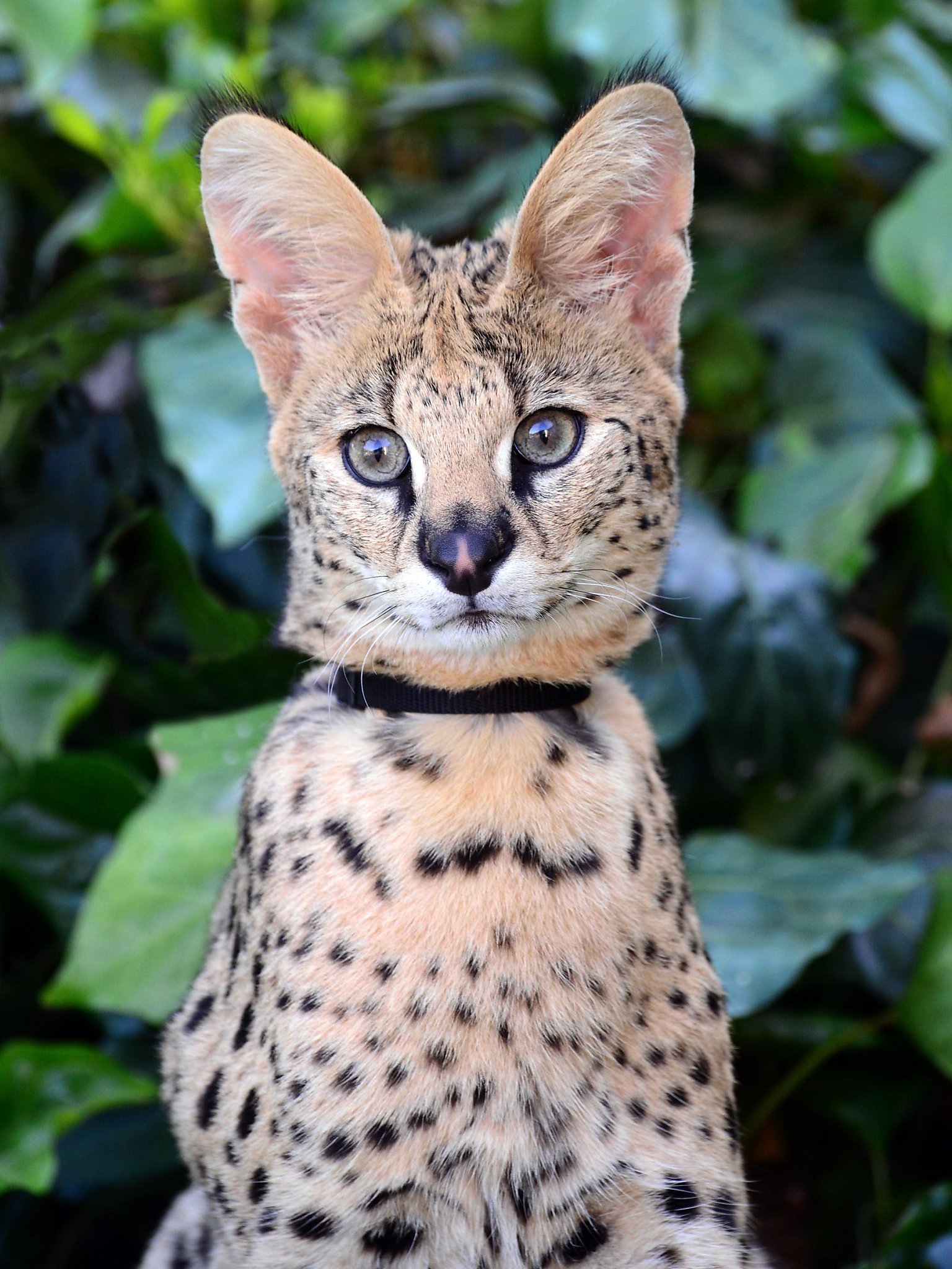 Monterey Zoo makes more room for its wild things