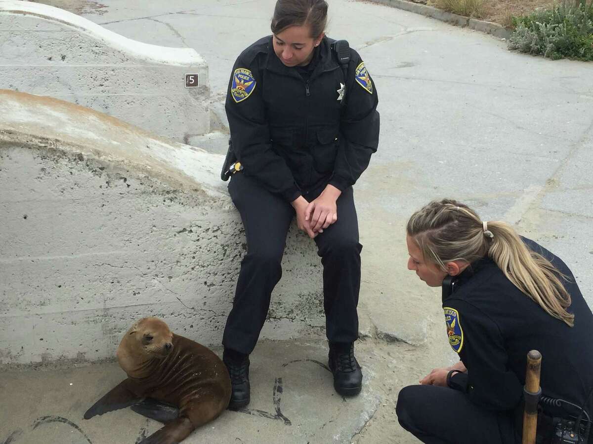 San Francisco police officers stayed overnight with the stranded sea lion pup that they named George Bison