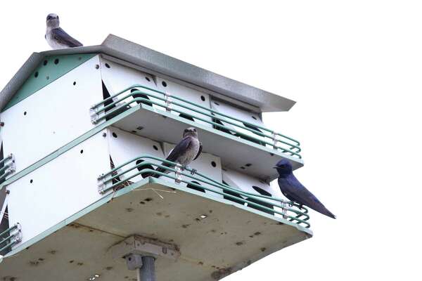 Purple martins, miniature wasps and natural bacteria kill ...