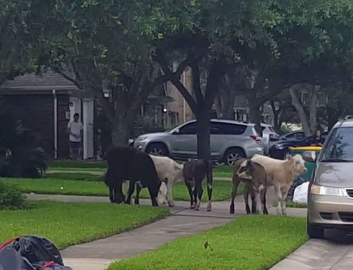 A Pearland resident, Chris Tuey, shared a video on YouTube of a group of six calves lumbering around the Southfork neighborhood Wednesday morning, June 1, 2016. They don't seem to be causing any trouble in the video but they were mooing a bit loud, which might have woken up a few late sleepers.