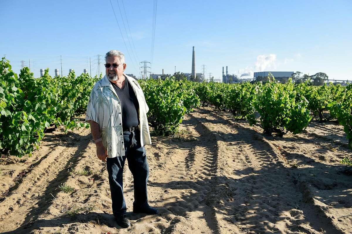 A PG&E power plant is seen in the background as Frank Evangelho walks through head trained vines of zinfandel and mourvedre grapes at his Evangelho Vineyard in Antioch, CA Wednesday, June 1st, 2016.
