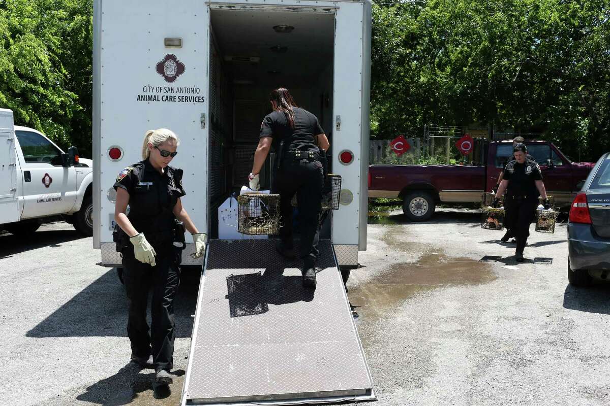 Animal Care Services officers confiscate 80 roosters and chickens from a house at the 100 block of Inez Avenue, Thursday, June 2, 2016. Many of the birds were malnourished and held in substandard conditions. According to ACS Field Operations Supervisor Audra Houghton, the owner voluntarily gave up the animals and could face misdemeanor animal cruelty charges after an investigation.