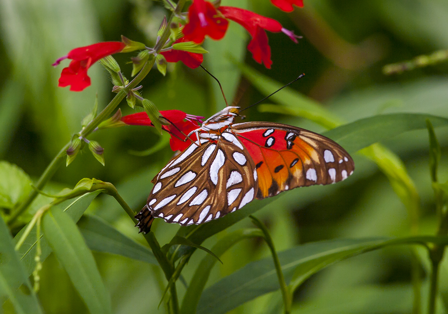 Profusion of butterflies sets hearts aflutter