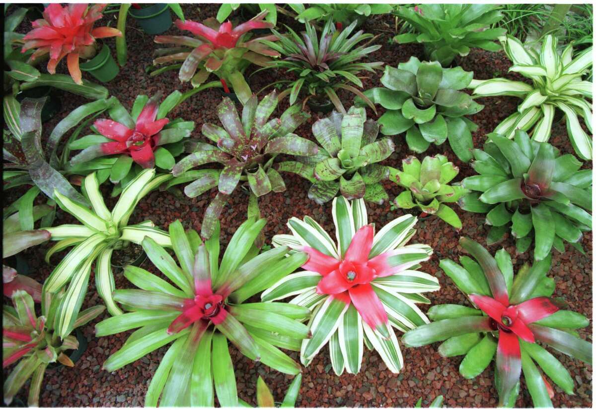 Bromeliads have a passionate following