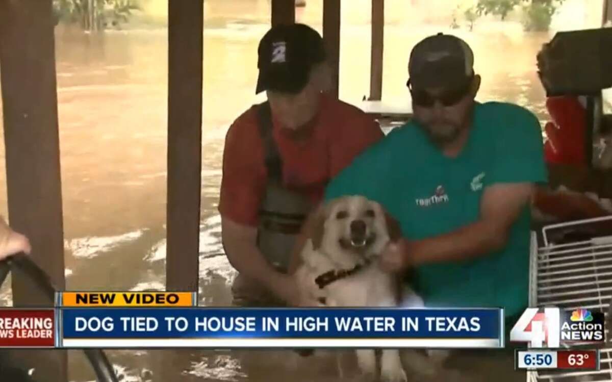 A dog now known as "Archer" was rescued from neck-deep water in Fort Bend County on May 31, 2016. 