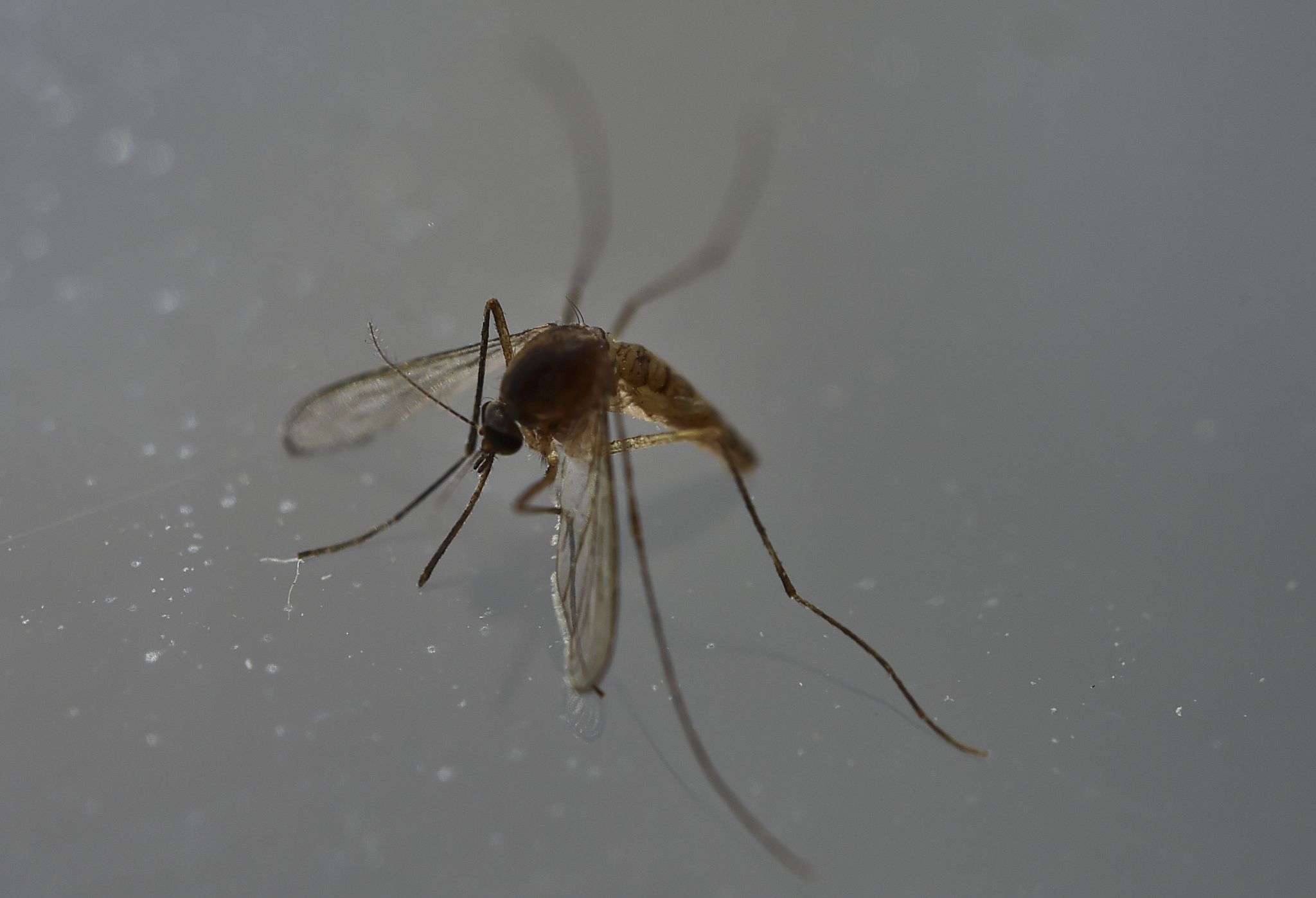 Heavy rains mean greater possibility for mosquitoes in San Antonio