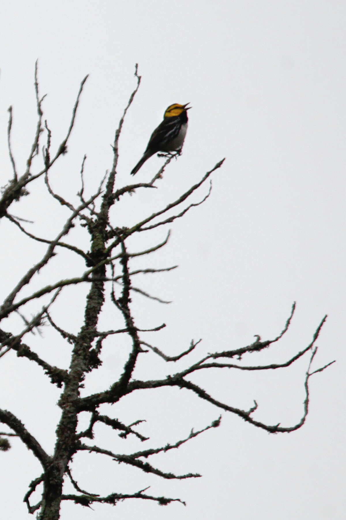 A golden-cheeked warbler calls from high on an Ashe juniper tree at The Nature Conservancy's Love Creek Preserve near Medina in 2011. The bird will remain on the federal endangered species list, the U.S. Fish and Wildlife Service said.