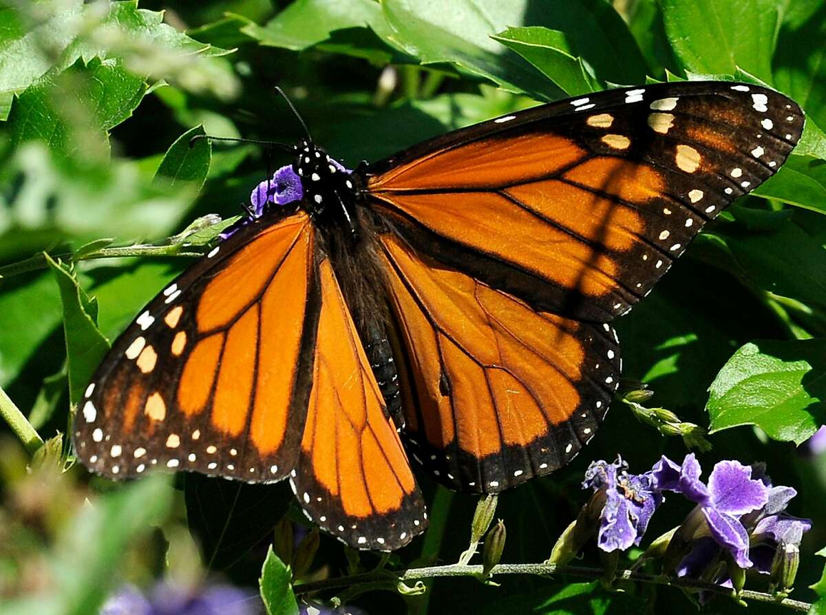 This photo taken Oct. 25, 2014 shows a Monarch butterfly feeding on a Duranta flower in Houston. The federal government pledged $3.2 million on Monday to help save the monarch butterfly, the iconic orange-and-black butterfly that can migrate thousands of miles between the U.S. and Mexico each year. It has experienced a 90 percent decline in population recently. About $2 million will restore more than 200,000 acres of habitat from California to the Corn Belt, including more than 750 schoolyard habitats and pollinator gardens. The rest will be used to start a conservation fund that will provide grants to farmers and other landowners to conserve habitat. (AP Photo/Pat Sullivan)