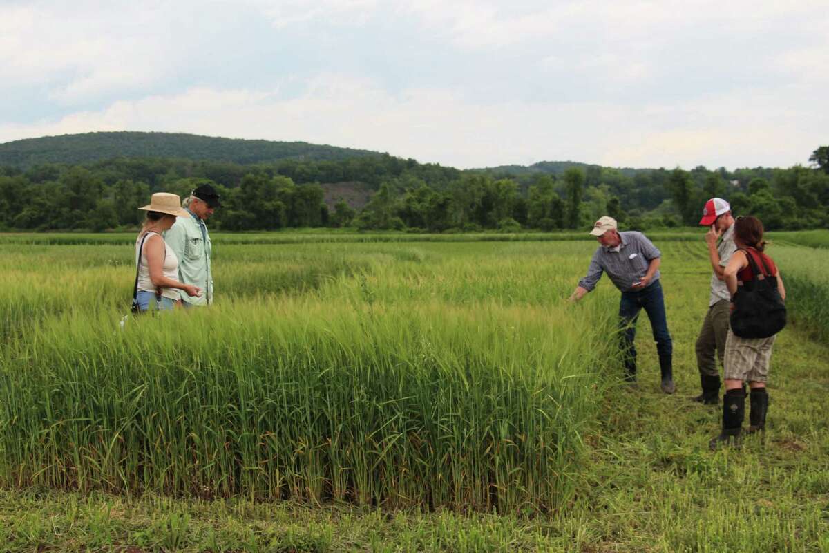 Cornell University grain expert Mark Sorrells examines experimental barley fields at the Hudson Valley Farm Hub in Hurley, Ulster County. Barley is a critical ingredient in beer and Sorrells is searching for varieties best suited to grow in New York's climate. The state needs to grow more of its own barley to meet a 2013 law that has sparked a microbrewery boom.