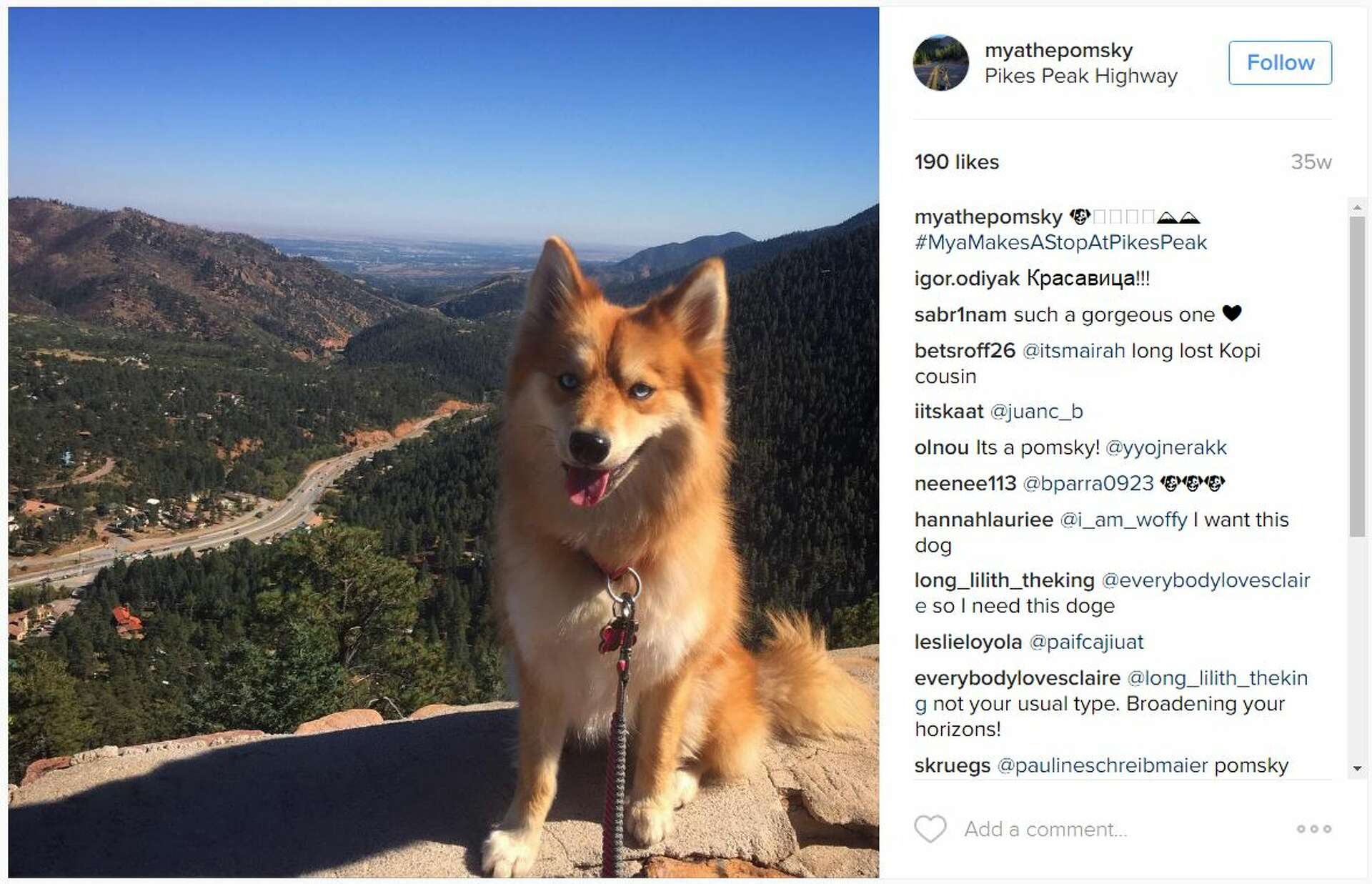 Meet Mya the 'Pomsky,' the Pomeranian-husky mix taking over the internet, image size:1920x1237