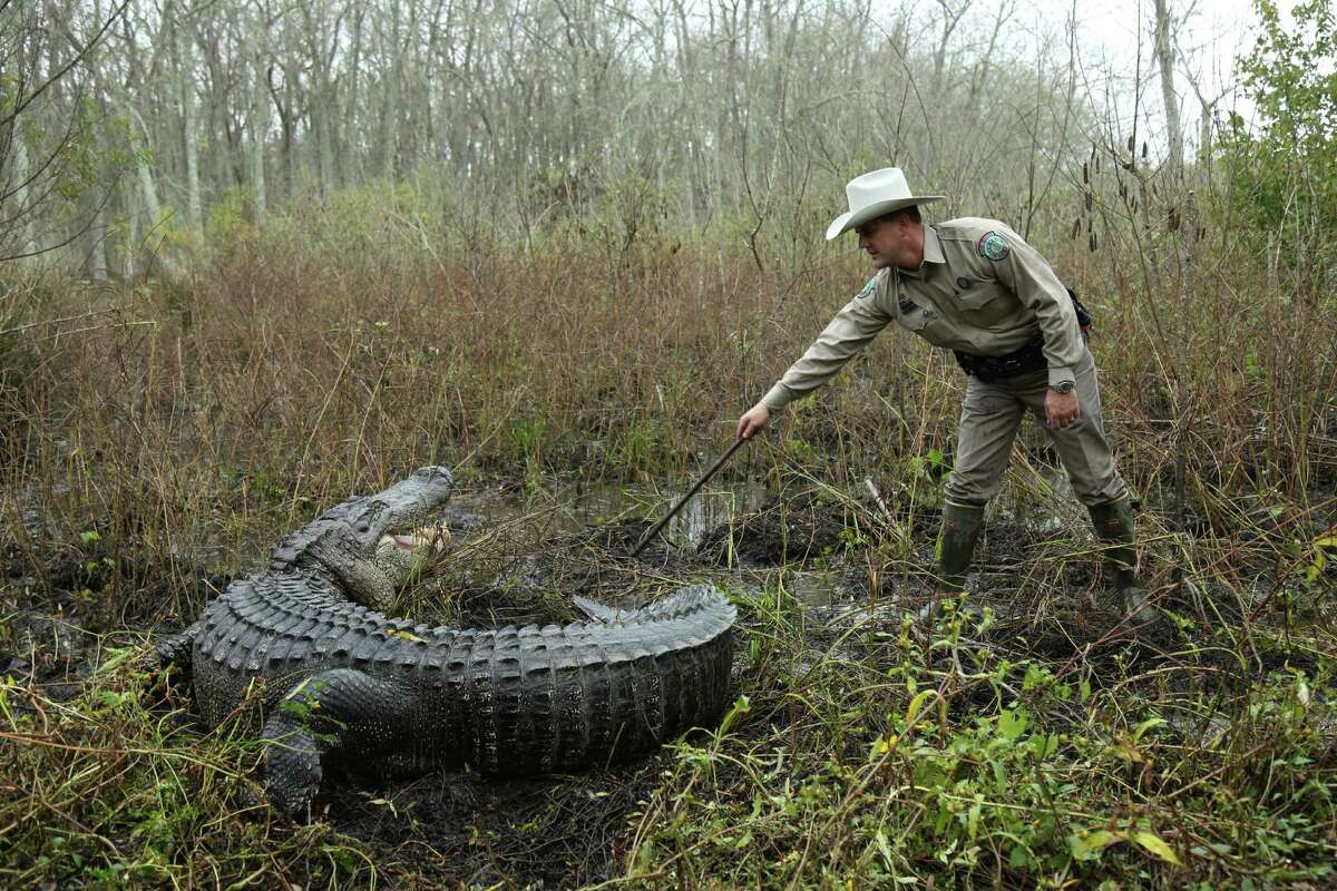 A Texas game warden approaches a large alligator in a scene from "Lone Star Law," an Animal Planet documentary series that chronicles the work of the state's game wardens.