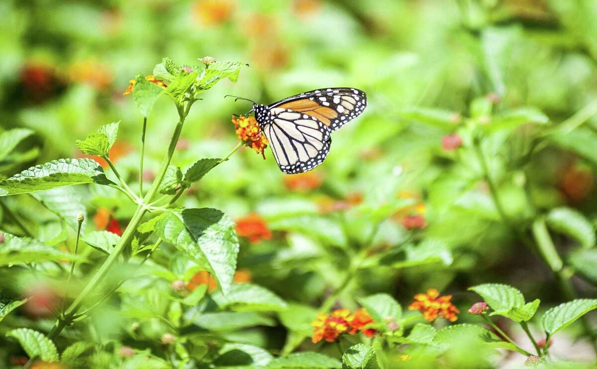 What to plant to create a hummingbird and butterfly garden