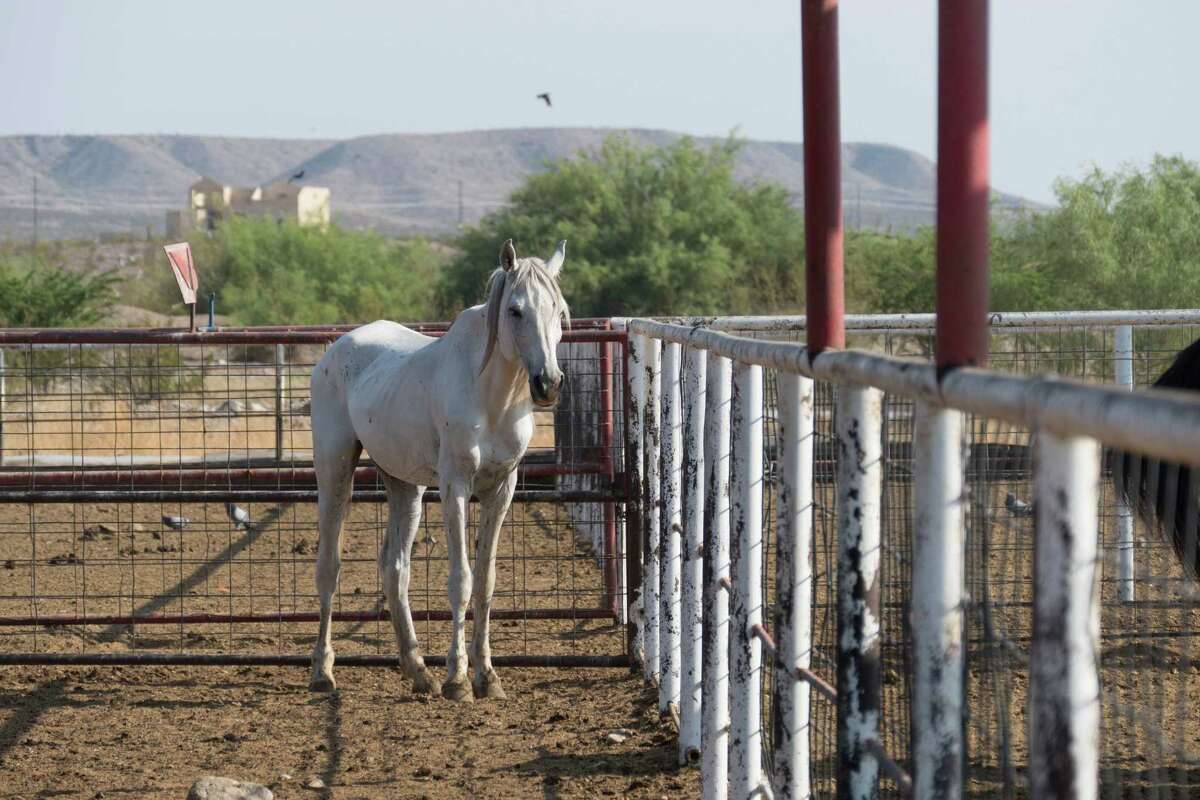 Horse slaughter controversy still rages