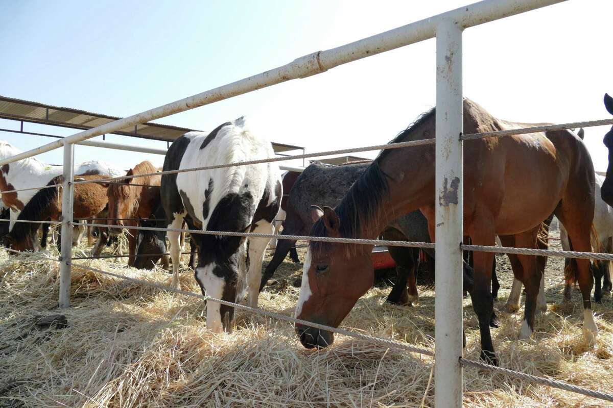 Horse slaughter controversy still rages