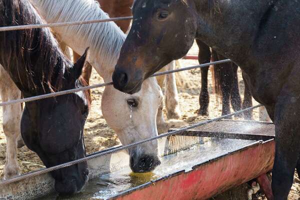 Horse slaughter controversy still rages - ExpressNews.com