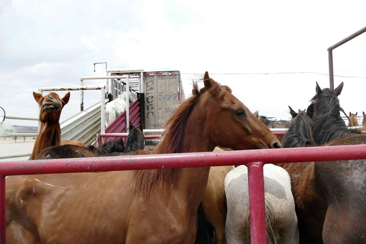 Horse slaughter controversy still rages