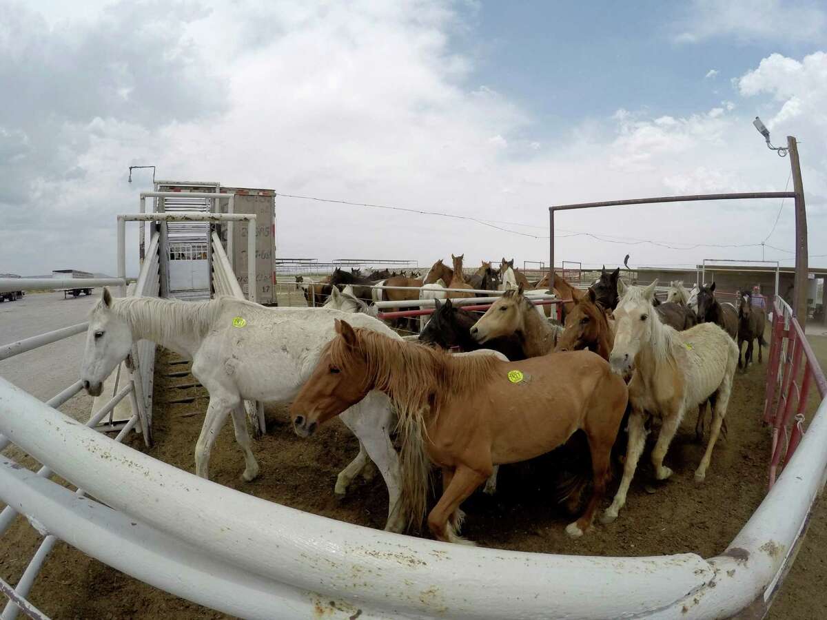 Horse slaughter controversy still rages
