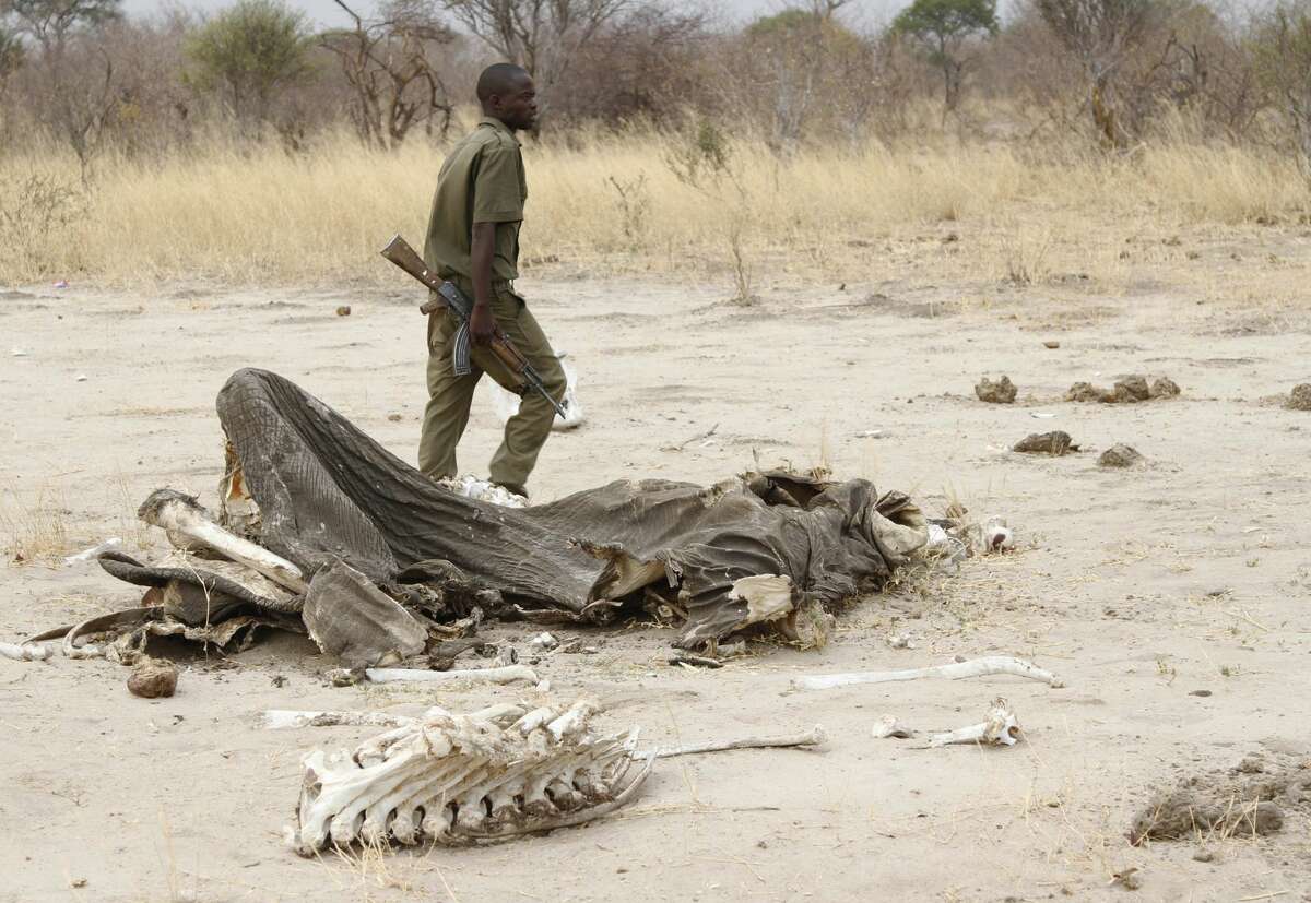 In this Sunday, Sept. 29, 2013 file photo, a game ranger walks by a rotting elephant carcass, in Hwange National Park, Zimbabwe. Zimbabwean officials say poachers killed five elephants by poisoning them with cyanide. Violet Makoto, spokeswoman for Zimbabwe's forestry commission, said Monday, May 30, 2016 that rangers discovered the carcasses of the elephants with their tusks removed in a western forest last week. No arrests have been made. (AP Photo)