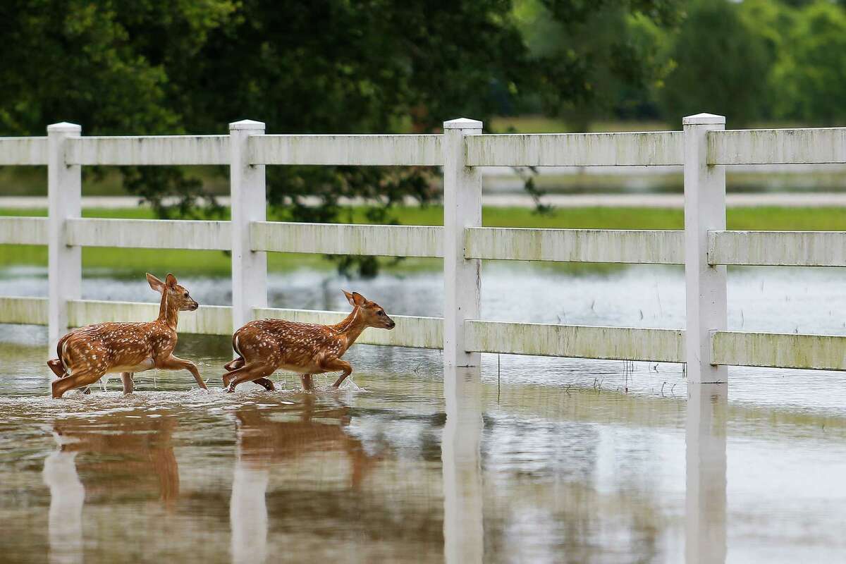 The Trouble With Living In A Swamp: Houston Floods Explained