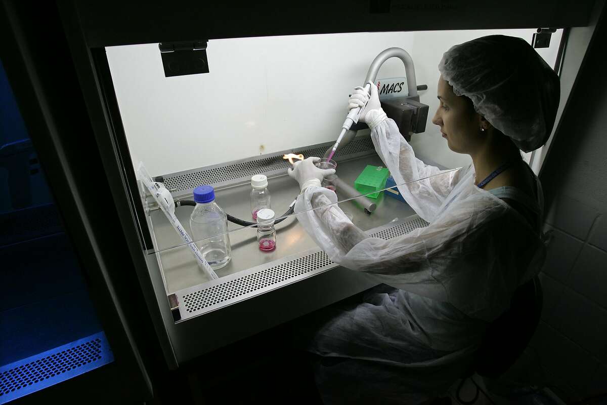 This file photo shows a scientific researcher working with embryonic stem cells from in-vitro fertilization in a laboratory, at the Univestiry of Sao Paulo's human genome research center, in Sao Paulo, Brazil.