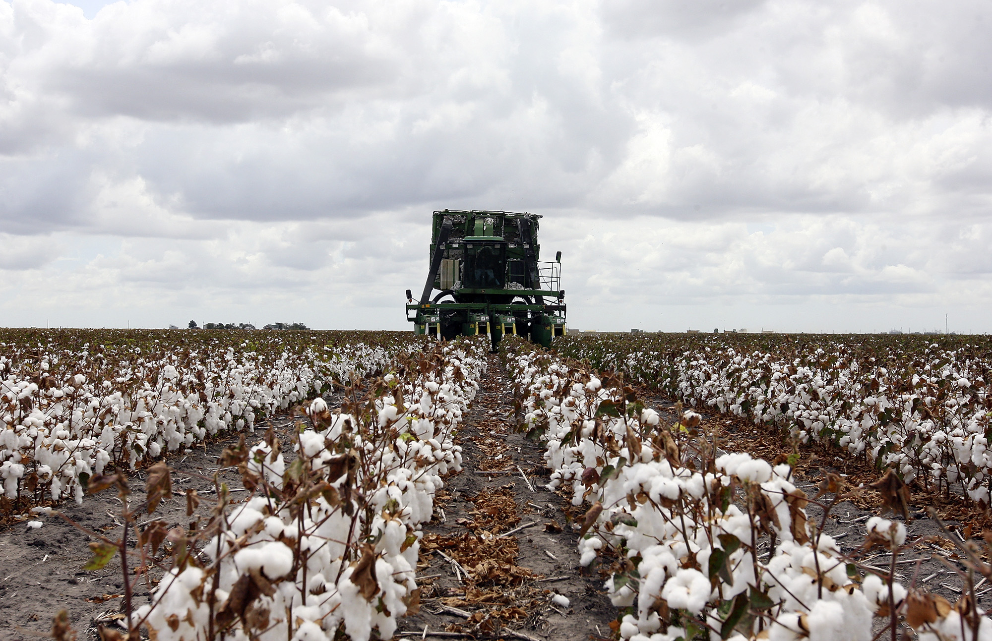 Cotton farmers to get $300 million in federal aid - Houston Chronicle