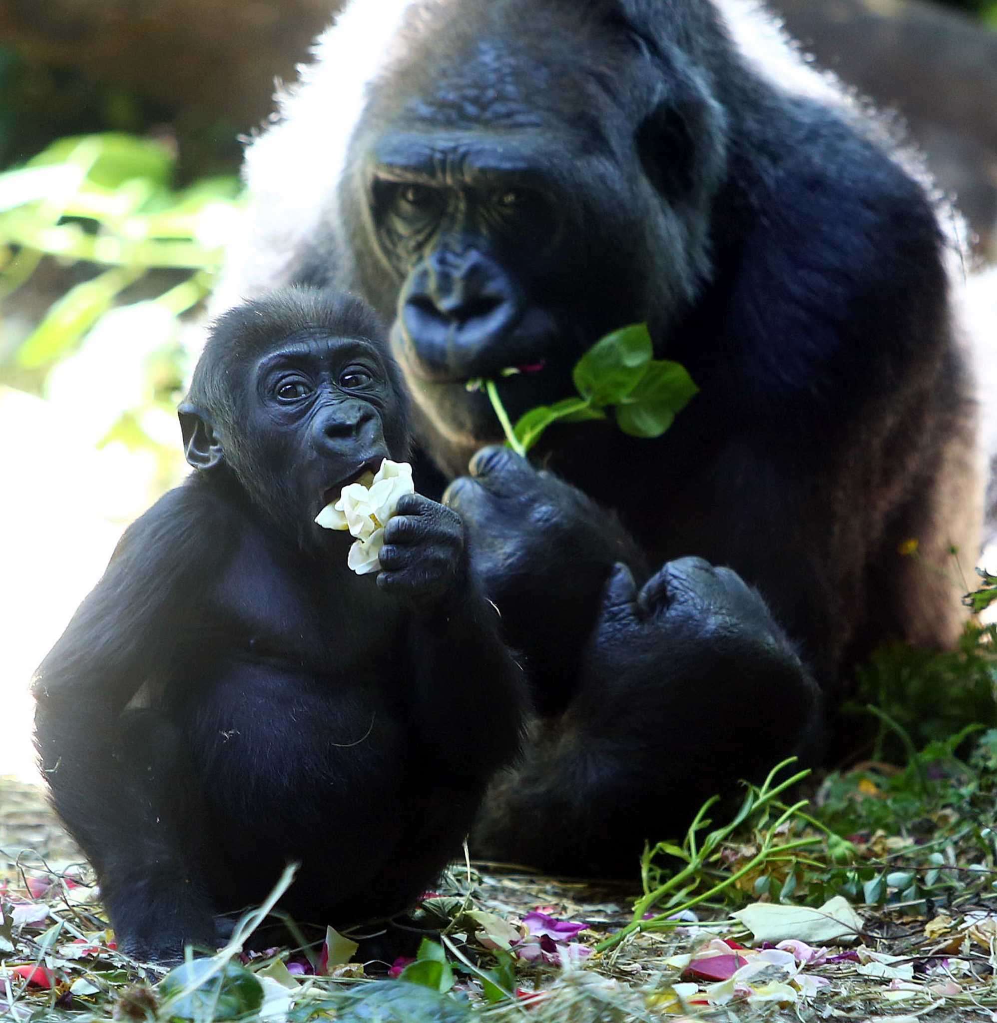 Baby gorilla  Yola makes her public debut
