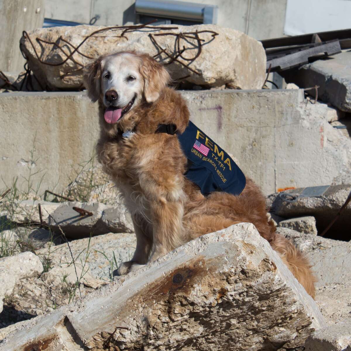 Last known 9/11 search dog euthanized in Houston area