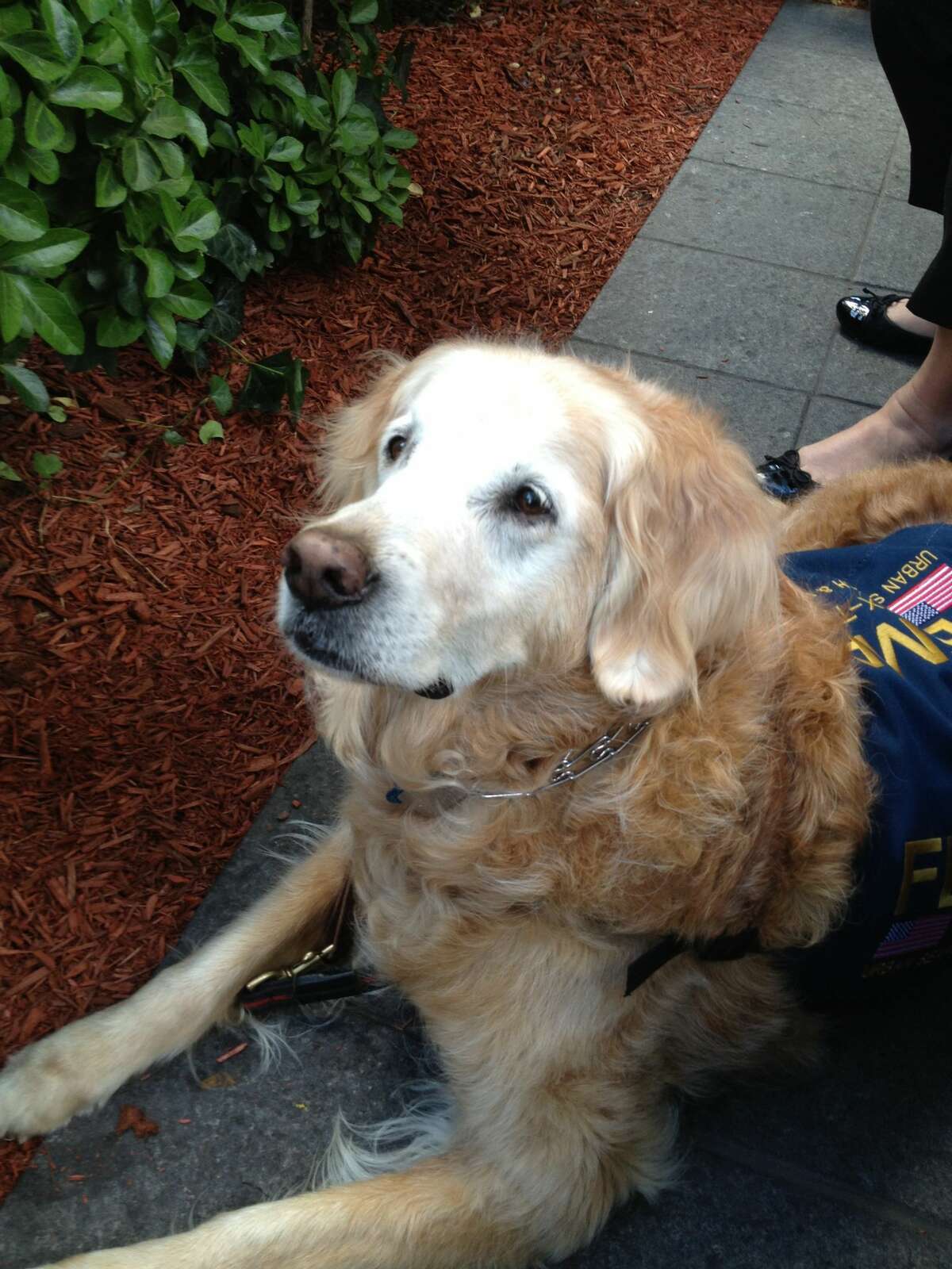 Last known 9/11 search dog euthanized in Houston area