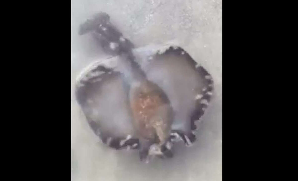 These sea slugs on Padre Island National Seashore are hypnotizing