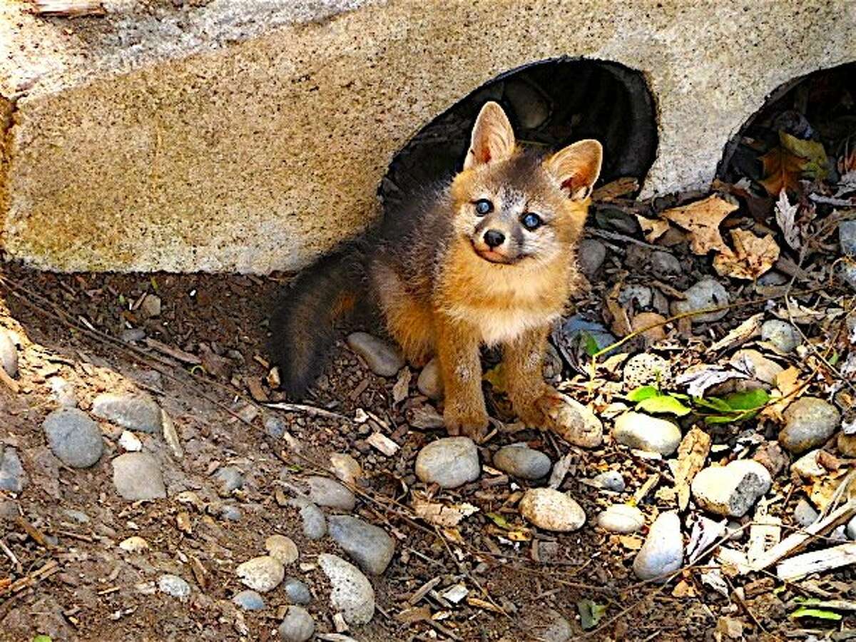 A newborn gray fox makes its first sighting of a human. Wildlife of all kinds are now hatching this year's crops.