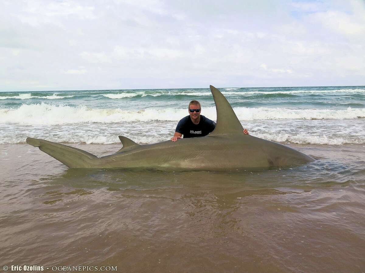 Corpus Christi resident Eric Ozolins caught this massive 13-foot-long greater hammerhead shark on the weekend of June 4, 2016.