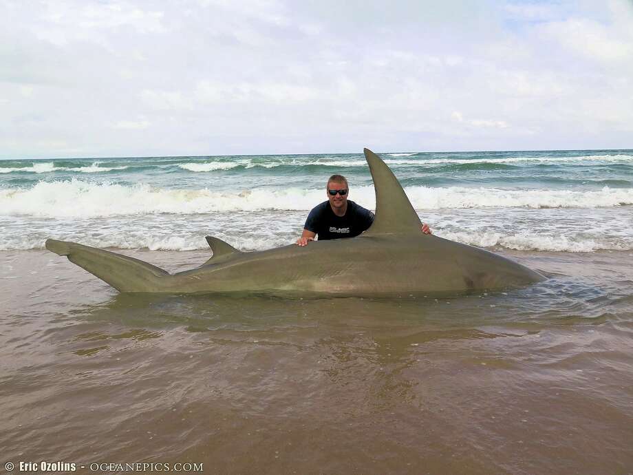 8foot hammerhead shark photographed on Padre Island shore San