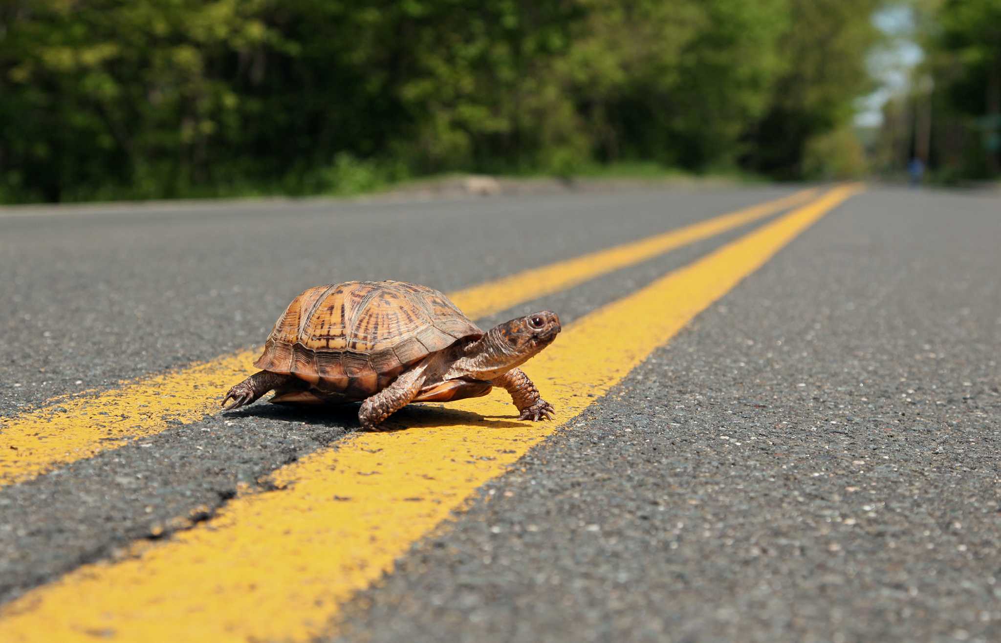 Черепаха медленно ползет. Черепаха на дороге. Черепаха ползет. Медленная черепаха. Черепаха неспешная.