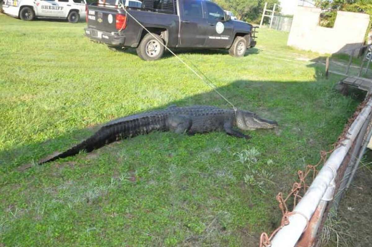 This alligator was caught crossing a road near Floresville on June 9, 2016, prompting a game warden to lasso the animal and pull it off the road.