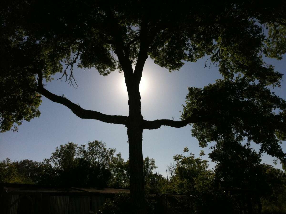 A Texas man is selling a novel tree for $1,000. Funds raised from the sale of the tree, otherwise known as the Savior Tree, will go toward the fight to save his dairy farm.