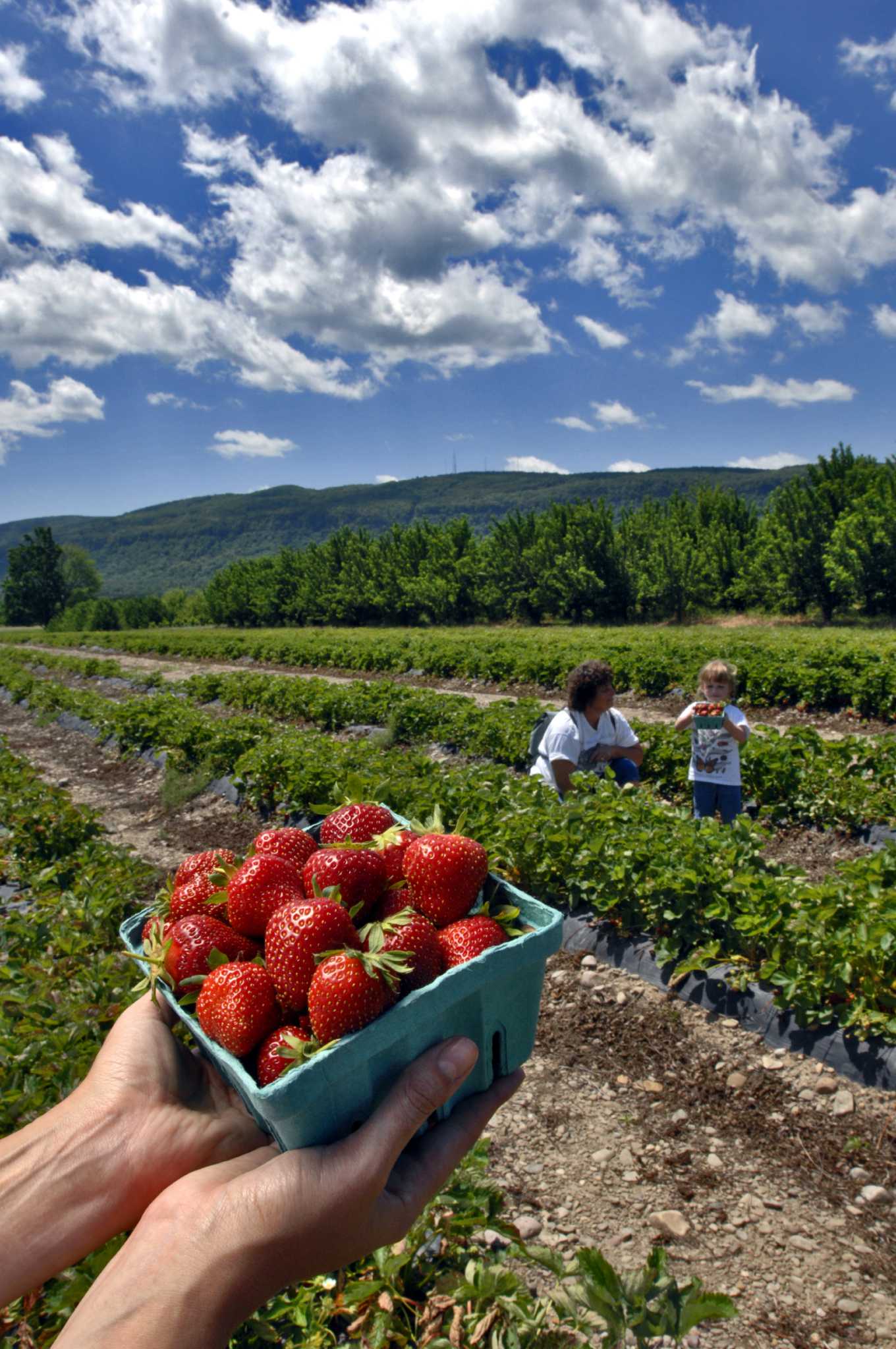 Strawberry patches begin to open for picking