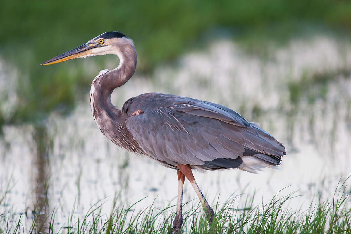 Wading birds are at home in marsh