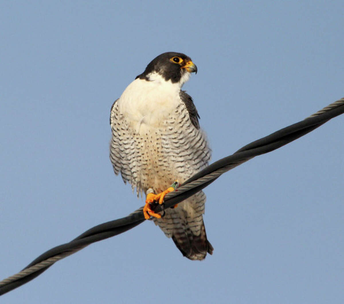 SKYHUNTERS IN FLIGHT: BIRDS OF PREY DEMONSTRATION at