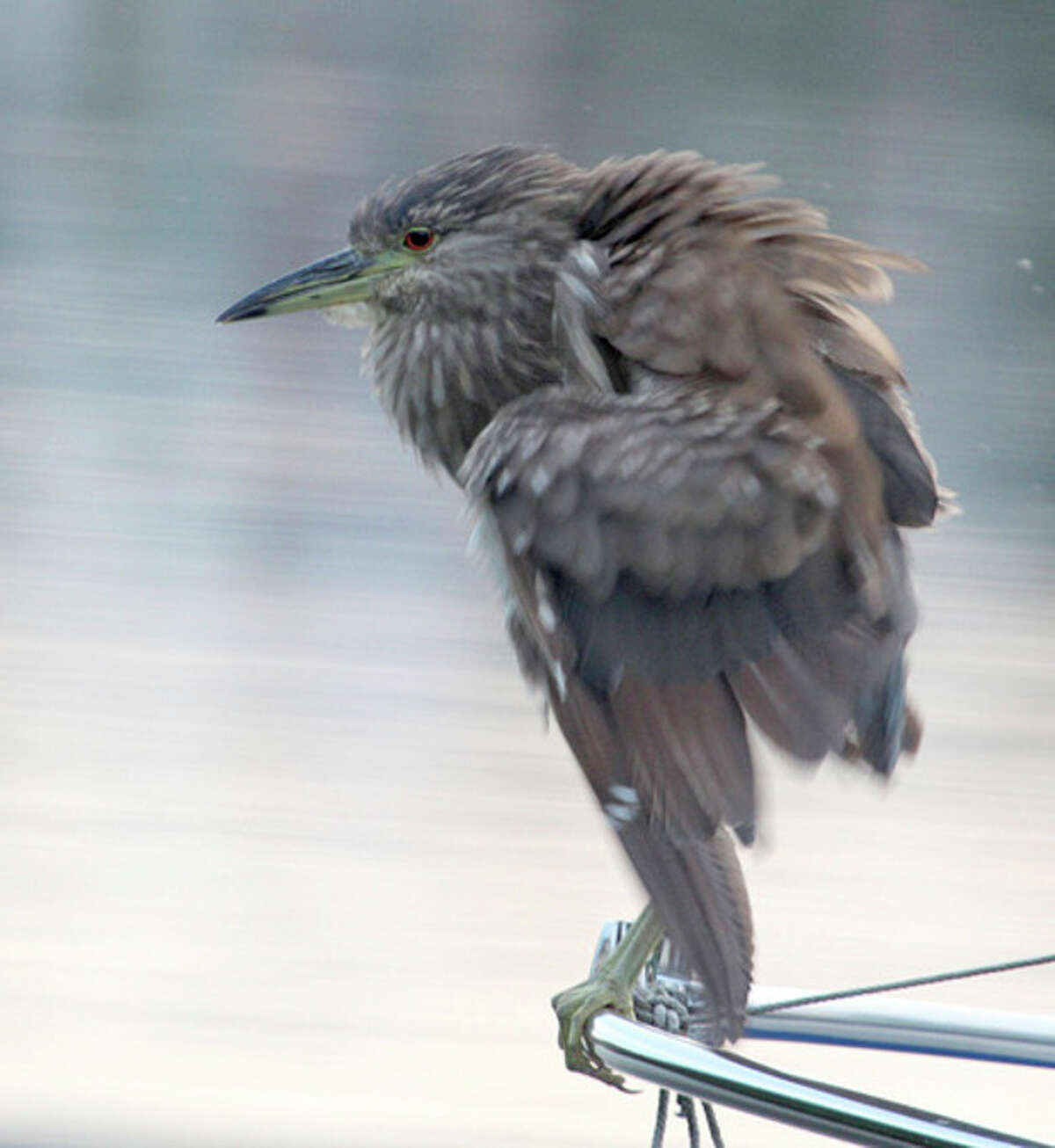 Photo by Chris Bosak A Black-crowned Night Heron sits on the railing of a boat along the Norwalk River this summer.
